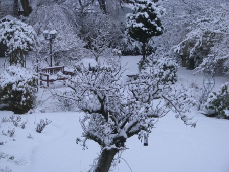 Snowy garden